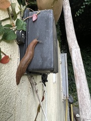 Phyllocaulis boraceiensis