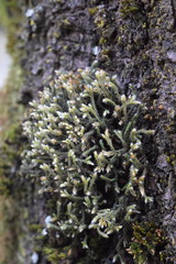 Hedwigia emodica