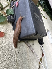 Phyllocaulis boraceiensis