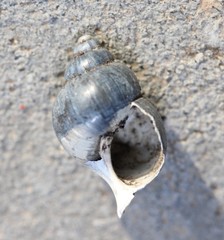 Bithynia tentaculata