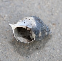 Bithynia tentaculata