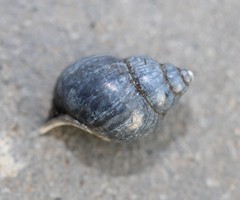 Bithynia tentaculata