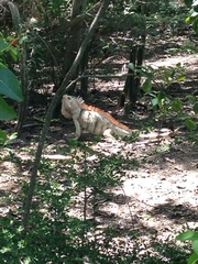 Iguana iguana insularis