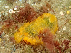 Doriopsilla areolata