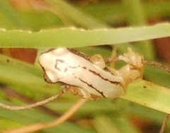 Afrixalus delicatus