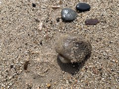 Pseudodistoma crucigaster