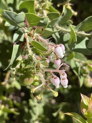 Arctostaphylos pechoensis