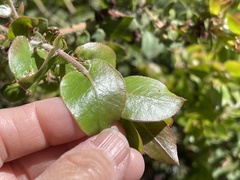 Arctostaphylos pechoensis