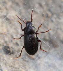 Nalassus dermestoides