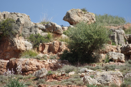 Olea europaea subsp. europaea image