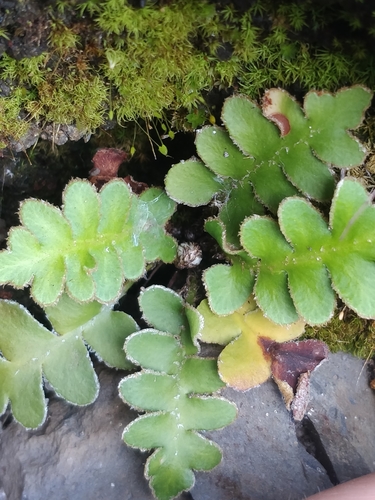 Asplenium lolegnamense (Asplenium lolegnamense)