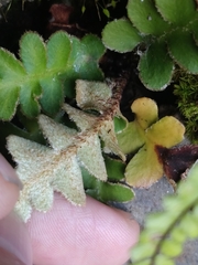 Asplenium lolegnamense image