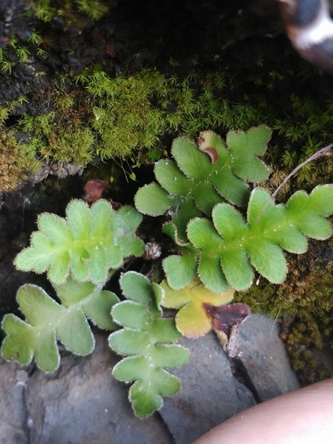 Image of Asplenium lolegnamense by (c) Vítor Jorge, some rights reserved (CC BY)