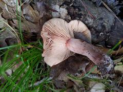 Lactarius quietus incanus