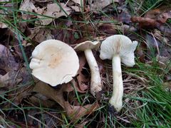 Tricholoma odorum