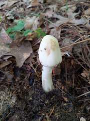 Amanita aestivalis