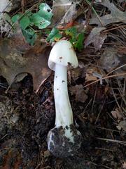 Amanita aestivalis