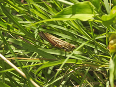 Amblytropidia australis