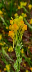 Linaria viscosa