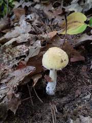 Amanita russuloides