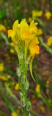 Linaria viscosa