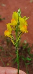 Linaria viscosa