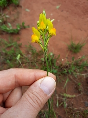 Linaria viscosa