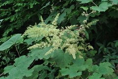 Astilbe rivularis