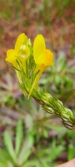 Linaria viscosa