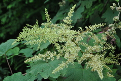 Astilbe rivularis