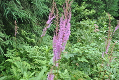 Astilbe rubra
