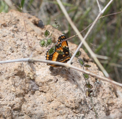 Chlosyne californica