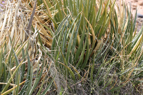 Agave toumeyana