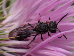 Cerceris concinna