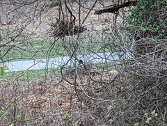 Pipilo erythrophthalmus