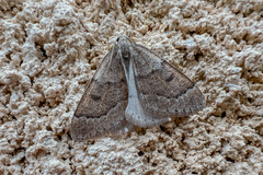 Theria rupicapraria