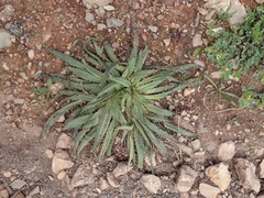 Plantago serraria