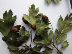 Crataegus × kyrtostyla, photograph Oleksandr Shynder, CC BY, iNaturalist via GBIF