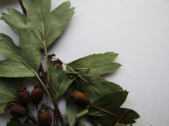 Crataegus × kyrtostyla, photograph Oleksandr Shynder, CC BY, iNaturalist via GBIF