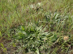 Plantago serraria