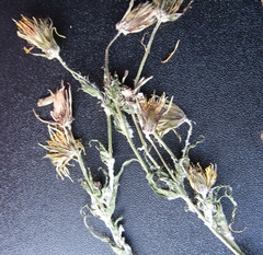 Tragopogon ucrainicus