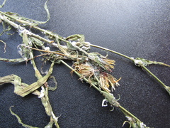 Tragopogon ucrainicus