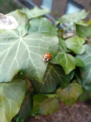 Harmonia axyridis