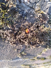 Coccinella septempunctata