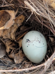 Chondestes grammacus