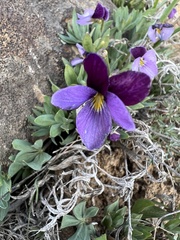 Viola trinervata