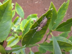 Naupactus dissimilis