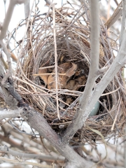 Chondestes grammacus