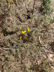 Ulex argenteus