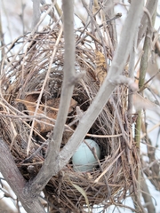 Chondestes grammacus